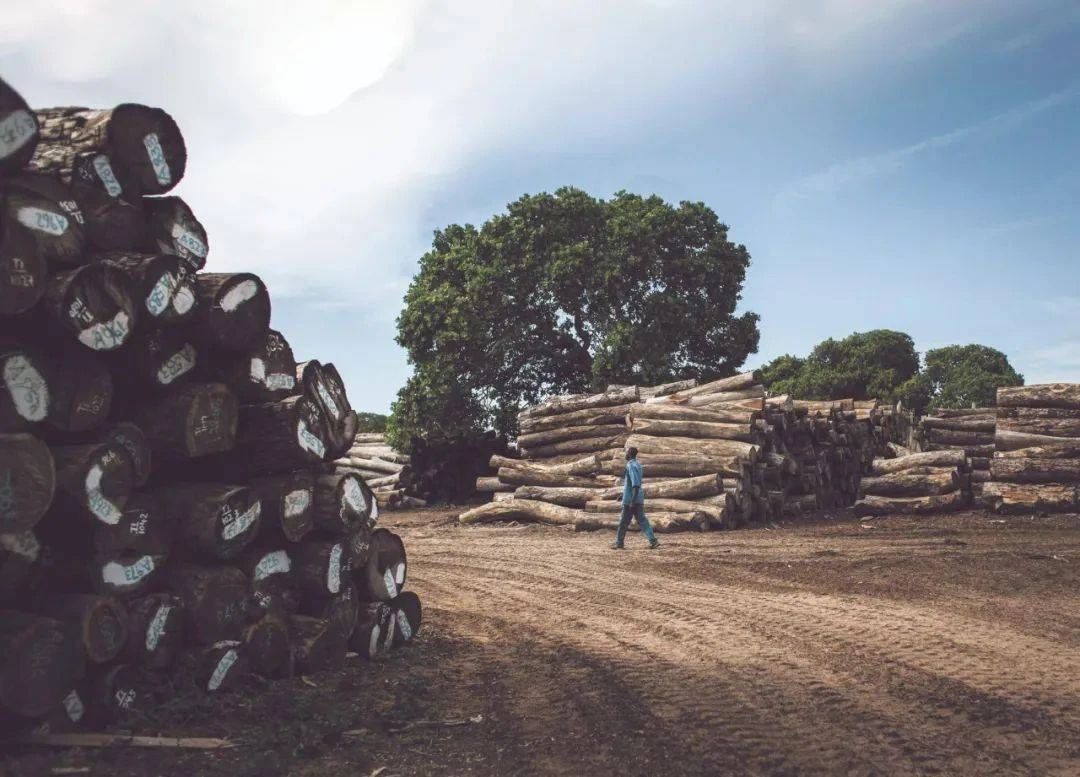 一年涨188%！全球木材短缺情况今年或将延续！